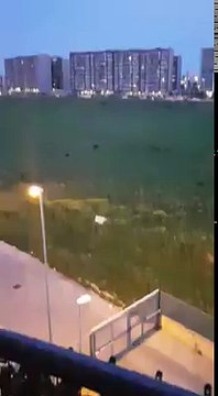 Ancora cinghiali a Bari: filmati da una cittadina un cane è stato azzannato, Sindaco faccia qualcosa