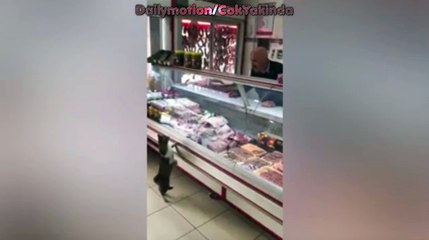 Kasap Dükkanına Girip Et İsteyen Sevimli Kedi
