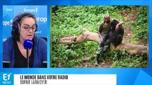 RDC : six gardes forestiers abattus