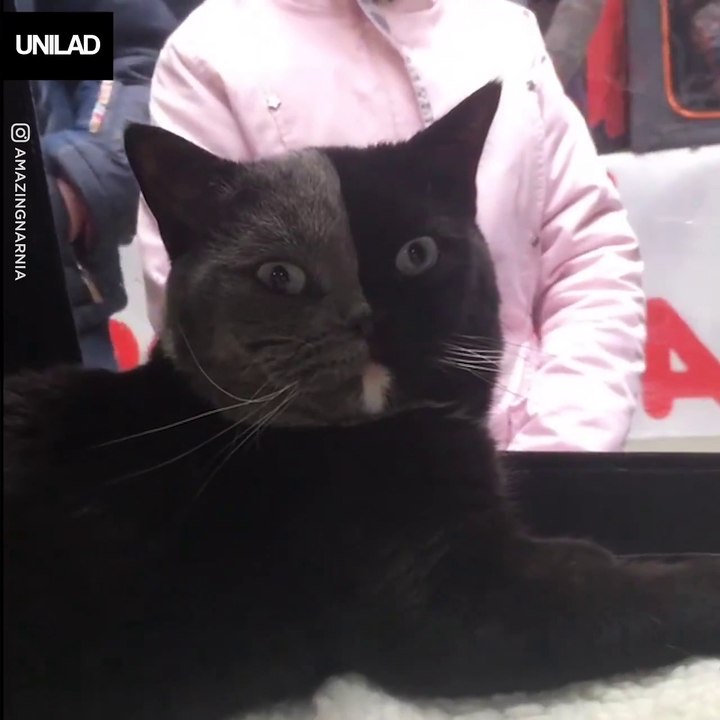 Probably the most majestic cat you’ll ever see 