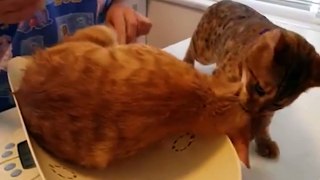 This cat saved his friend from a ‘nasty vet’ 