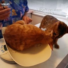 This cat saved his friend from a ‘nasty vet’ 