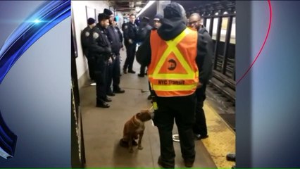 NYC Subway Inspector Rescues Dog from Tracks