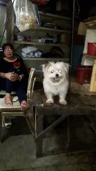 Puppy Claps Its Paws