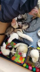 16 Loving Ferrets