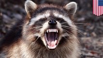 野生のアライグマがゾンビ化⁉　感染症が原因か　米 - トモニュース