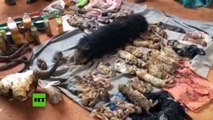 Fuertes imágenes: Hallan muertos 40 cachorros de tigre en el congelador de un templo en Tailandia