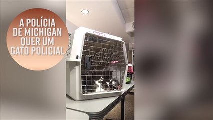 Polícia de Michigan quer um gato policial