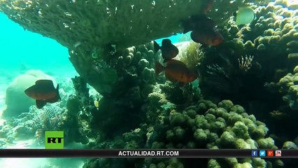 El fluir de la vida - Documental de RT