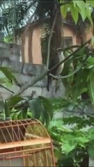 Trinca Ferro solto top demais