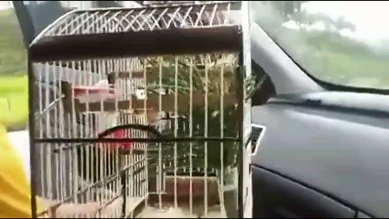 Melhor coleiro mateiro do Brasil