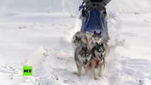 Perros husky militares y renos se unen a la flota rusa del ‎Ártico‬