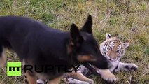 Demostrado: tigres y perros pueden ser los mejores amigos