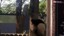 シャンシャン運動神経良すぎ(๑˃̵ᴗ˂̵)【パンダ】giant panda