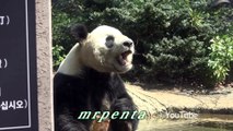 タケノコを食べるリーリー　上野動物園　パンダ
