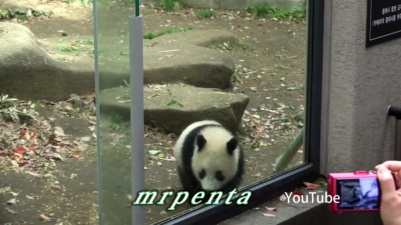 今日のシャンシャン　４月６日　上野動物園　香香　パンダ