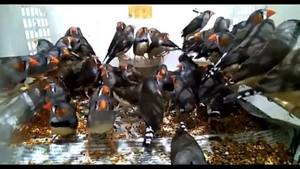 Everything about Zebra Finch in English || Small Pet Bird