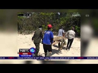 Tải video: 11 Ekor Penyu Hijau Mati Di Pantai Belacan -NET10