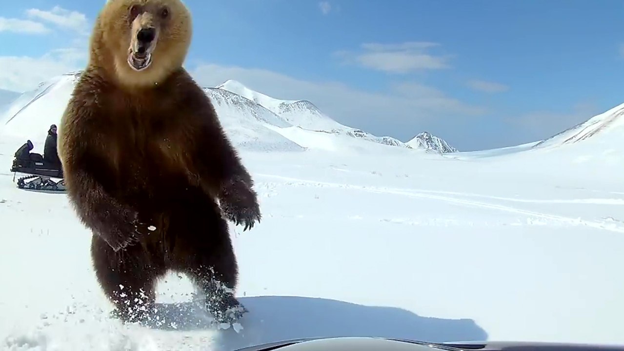 Deux amis en moto neige croise le chemin d'un ours
