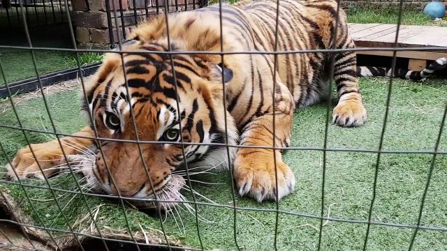 Tigers are not called apex predators for nothing