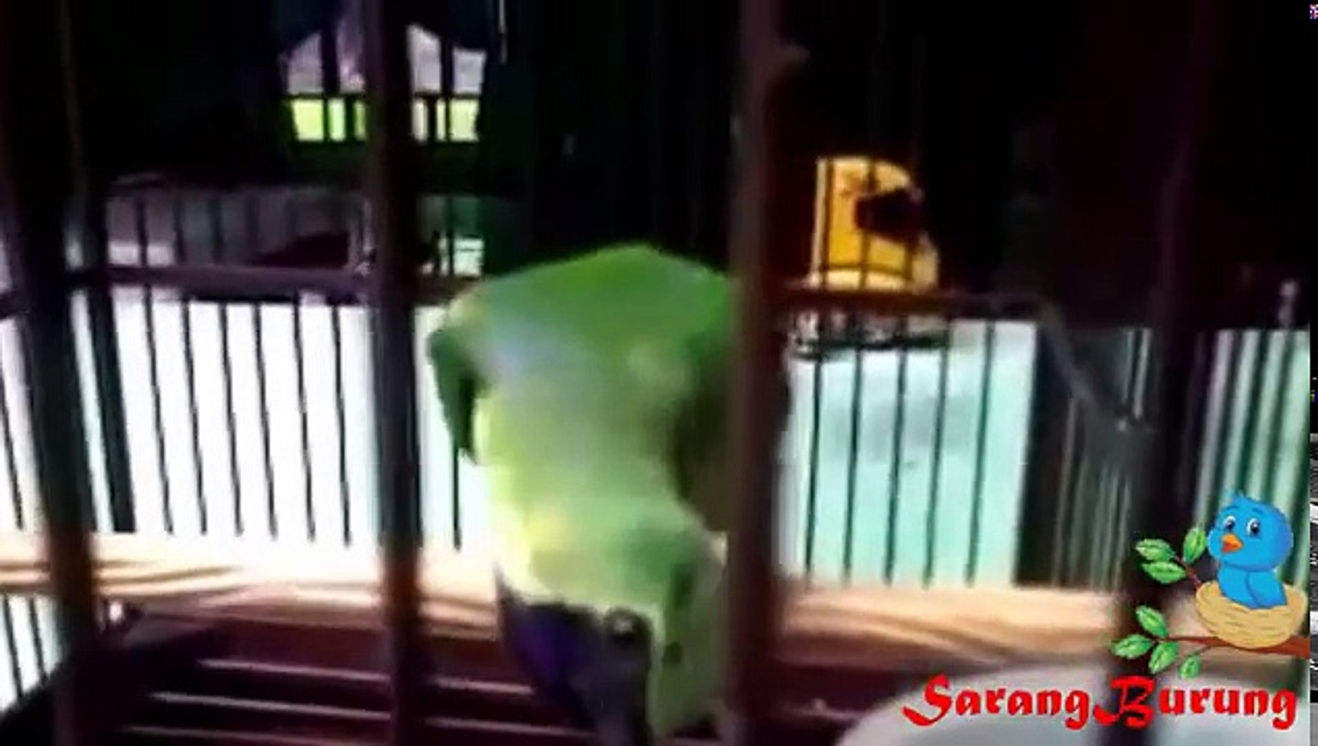 Kicau Burung Cucak Ijo Sumatra Ngerol Video Dailymotion