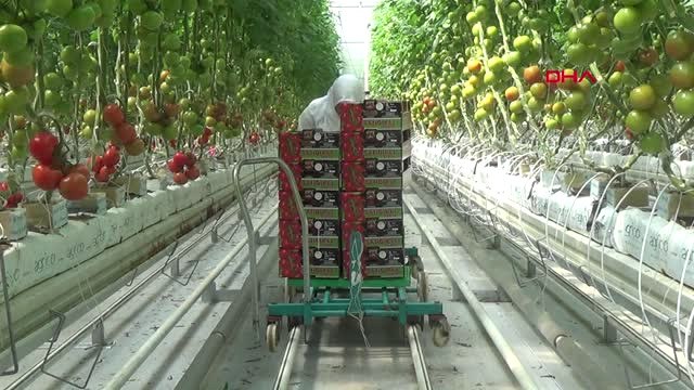 Afyonkarahisar-Jeotermal Seralarda Üretilen Domates İç ve Dış Pazara Gönderiliyor