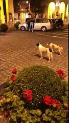 Download Video: Des chiens qui n'aiment pas le bruit des scooters