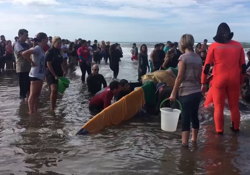 Whale Stranded on Argentine Beach Dies Despite Rescue Efforts
