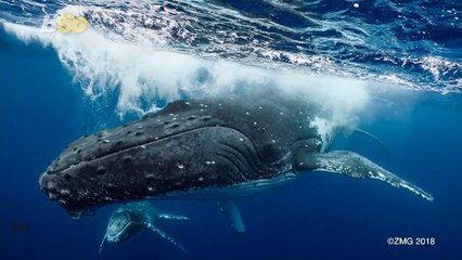 Humpback Whales Get Up Close & Personal with Underwater Photographer