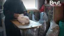 La souffrance des lapins angoras d'élevage