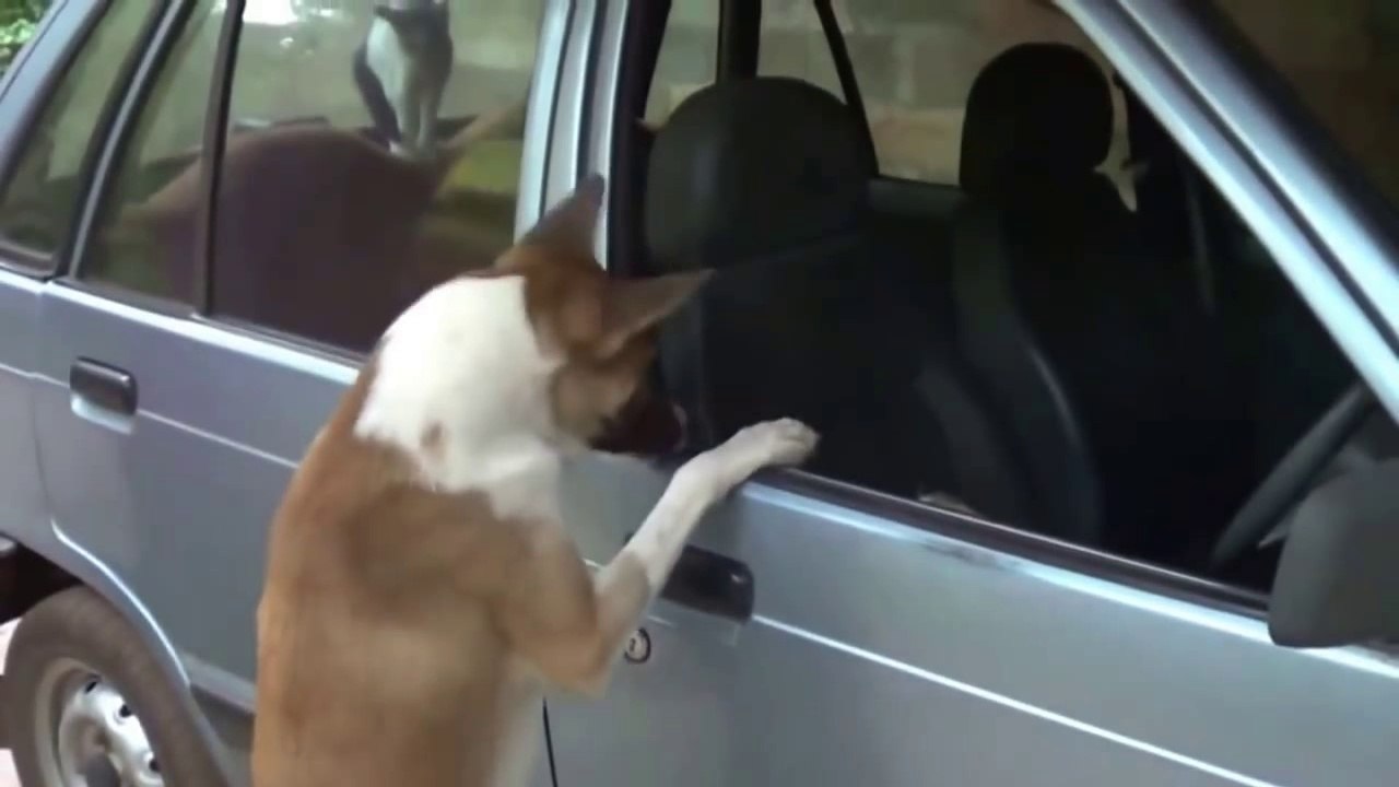 Angry Cats VS Dogs Funny Compilation //