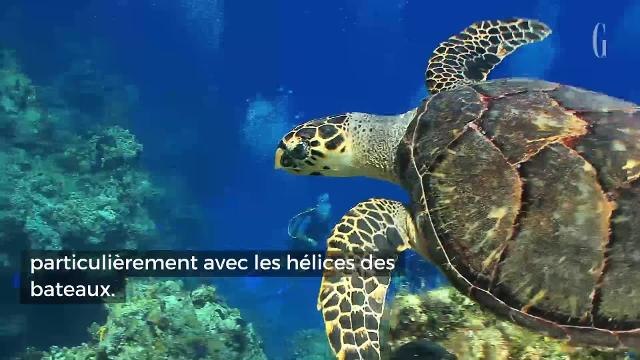 Ces scientifiques utilisent du miel pour soigner les tortues de mer