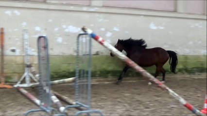 Fidji du Lorey 3 ans entraînement