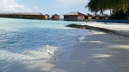 Dozens of small sharks join feeding frenzy in the Maldives