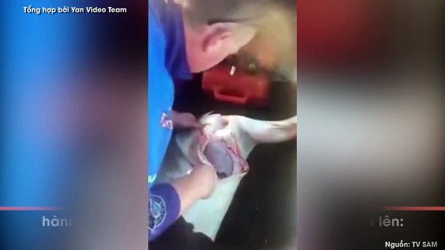 Nhờ nhanh trí, một ngư dân Australia đã cứu được 100 sinh mạng khỏi bụng cá mập đã chết