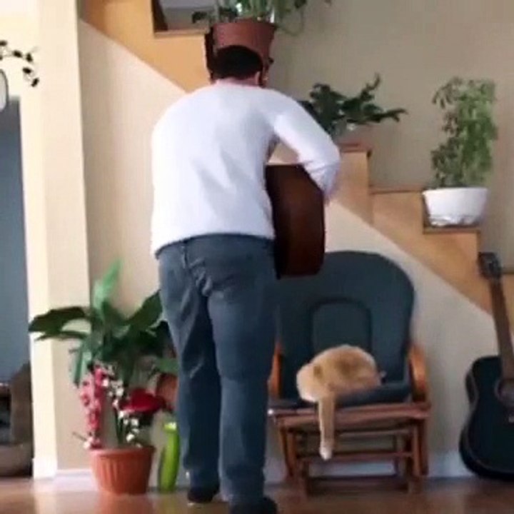 بلی کے ساتھ پنگا