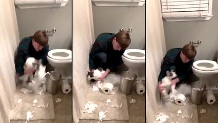 Un chat qui nettoie ses bêtises