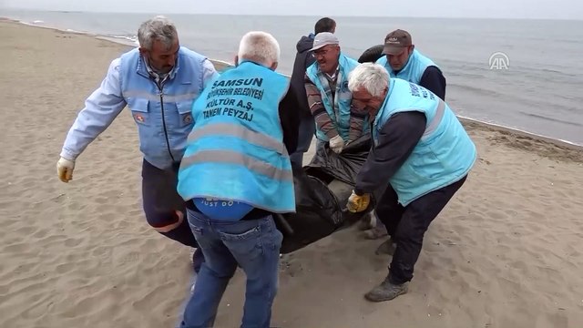 Ölü iki yunus sahile vurdu - SAMSUN
