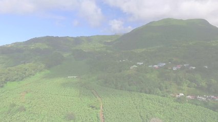 Paillage respectueux de l’environnement en Guadeloupe