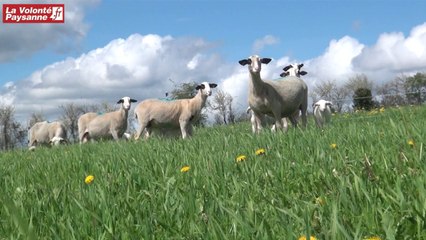 Congrès FNO Rodez :  race Causse du Lot et système herbager