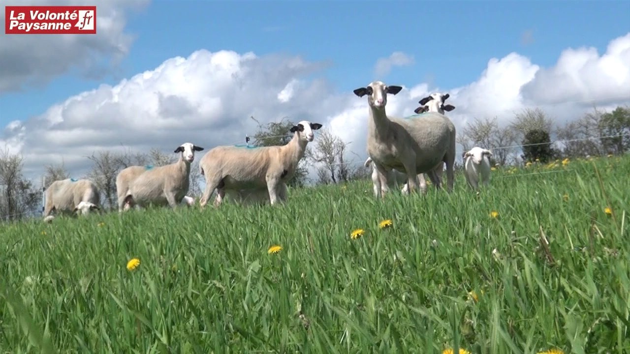 Congrès FNO Rodez :  race Causse du Lot et système herbager