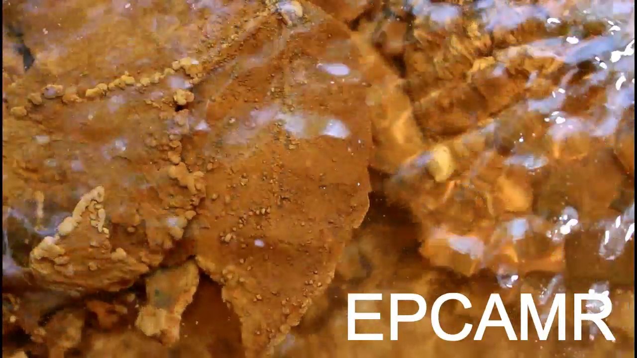 About EPCAMR
