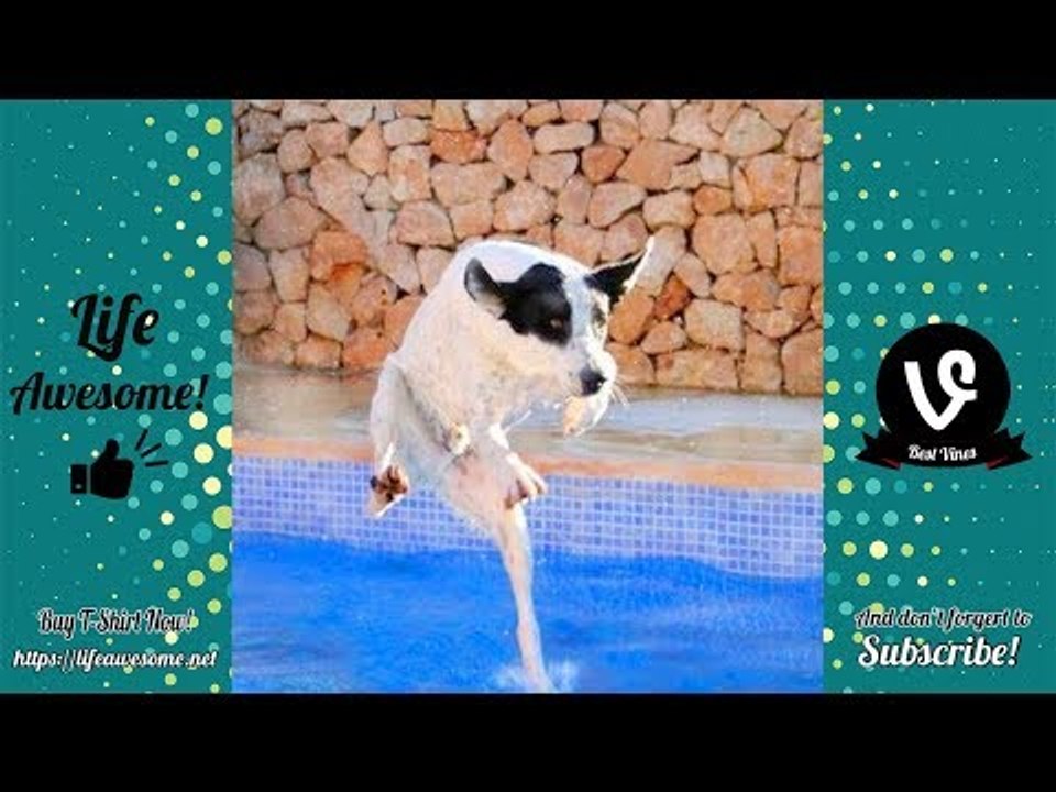 Try Not To Laugh At This Ultimate Funny Dogs Compilation 2018 | Funny Animals Videos