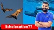 What is Echolocation? Eyes for Bats, Dolphins, Whales and SONAR Explained