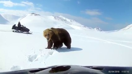 Deux hommes en motoneige chassent un ours de leur campement (Russie)