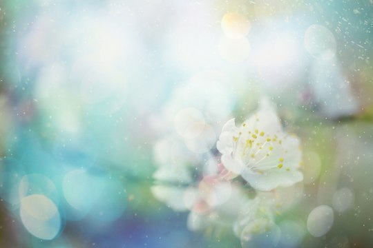 Les pollens - le calendrier des allergies du printemps