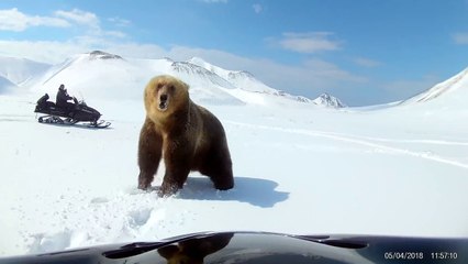 Deux hommes en motoneige chassent un ours de leur campement (Russie)