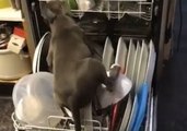 Dog Mounts Fully Loaded Dishwasher With Intense Determination