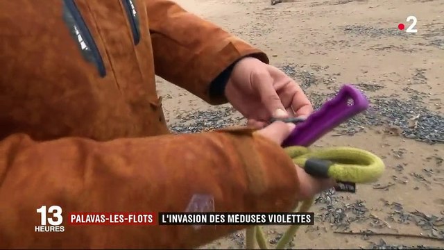 Invasion de méduses violettes à Palavas-les-Flots