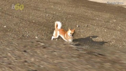 An Adorable Dog Photobombs the Google Map Driver